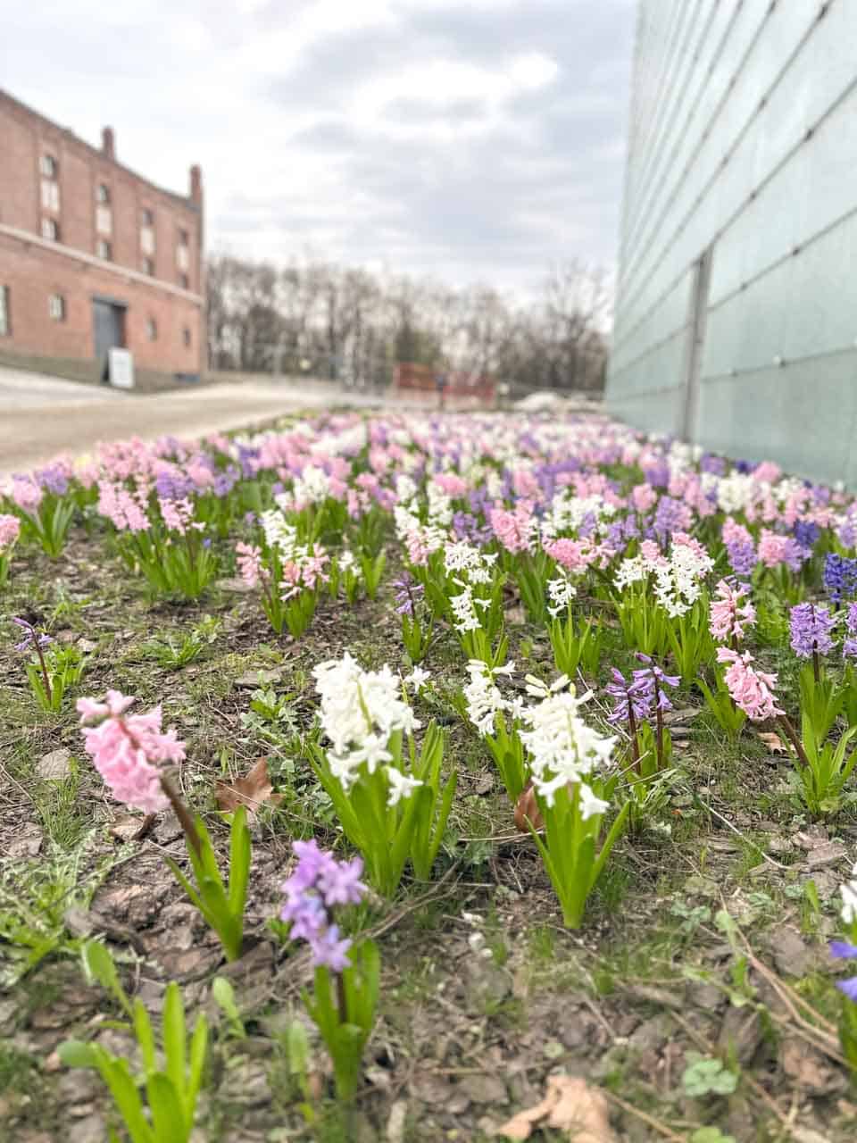 A colourful patch of pink, purple, and white flowers blooming next to a modern glass building of the Silesian Museum in Katowice, Poland