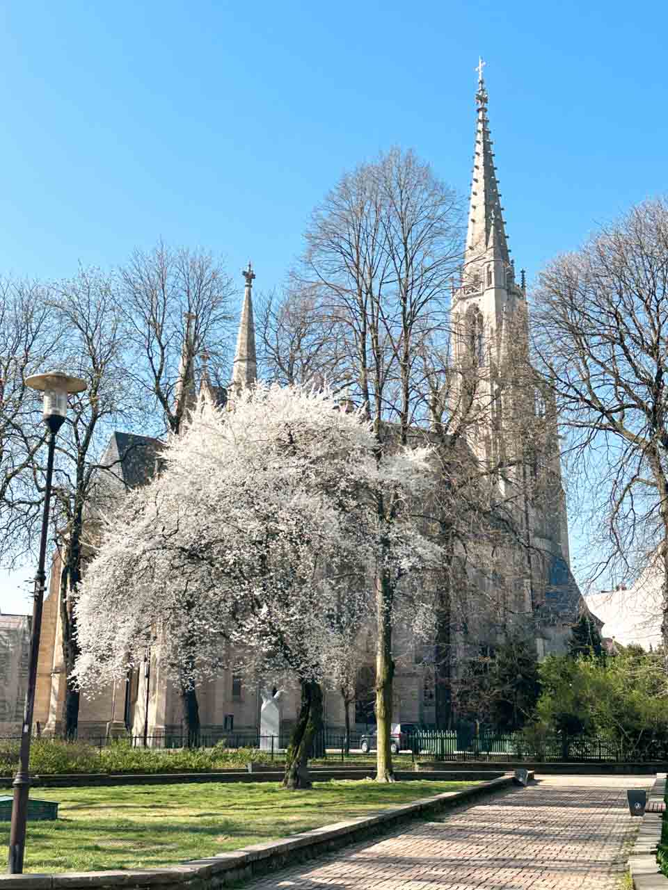 A blooming white tree in front of the Immaculate Conception of the Blessed Virgin Mary Church in Katowice, surrounded by leafless trees and blue sky