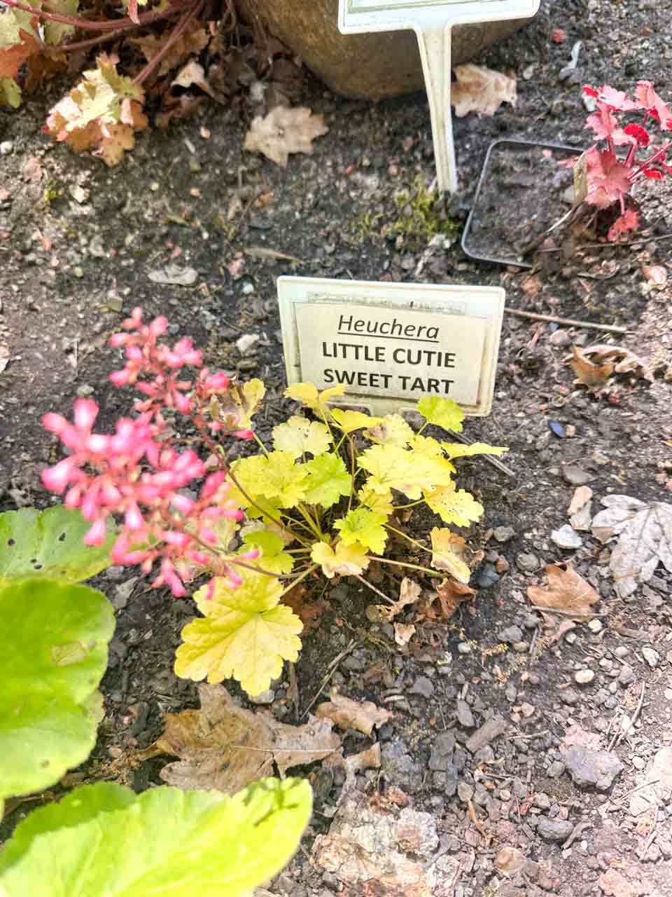 A small Heuchera plant with yellow leaves and pink flowers, labelled &ldquo;Little Cutie Sweet Tart&rdquo;, inside the botanical garden in Zabrze, Poland