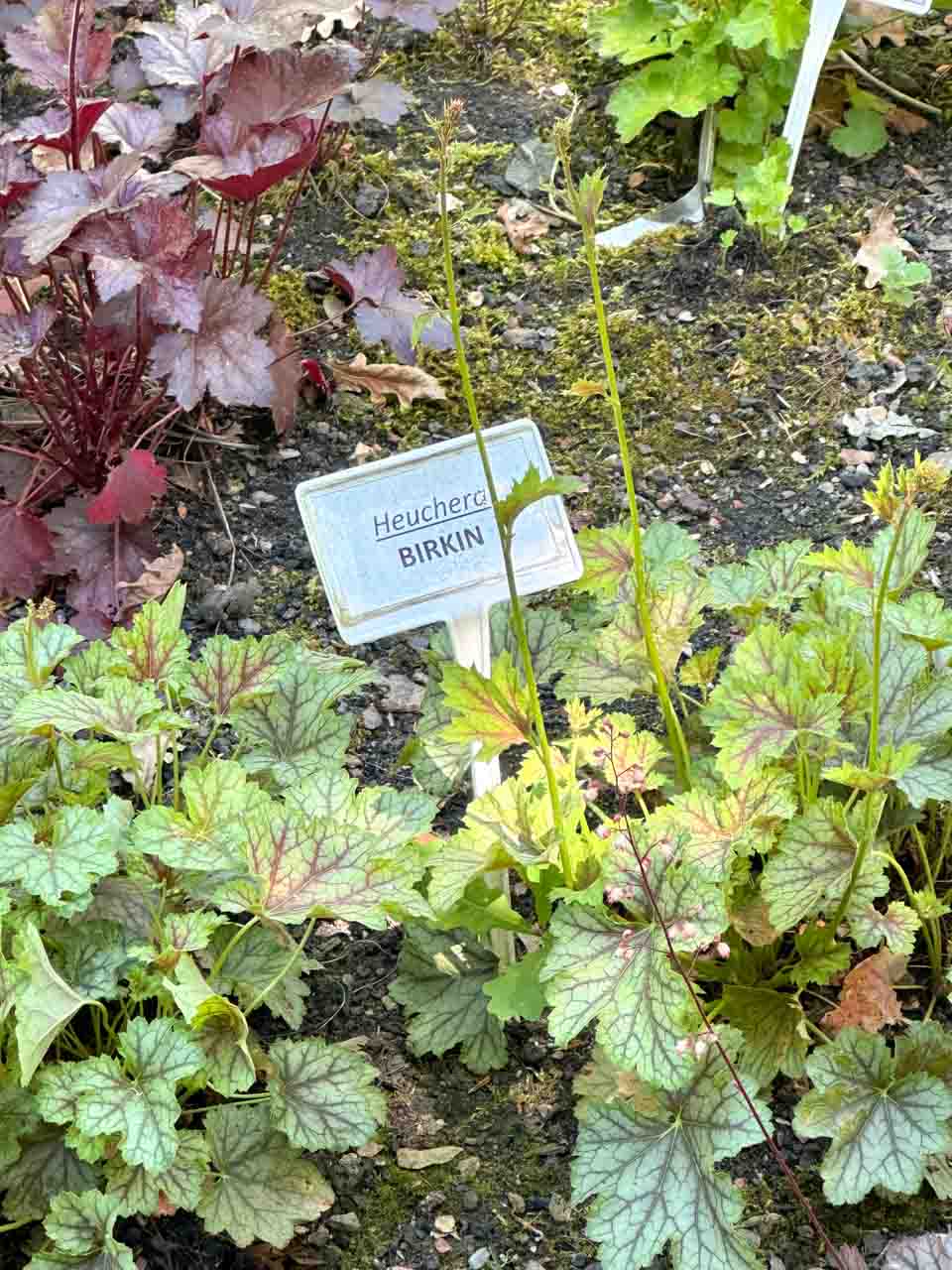 A patch of Heuchera &lsquo;Birkin&rsquo; with green leaves and dark veins inside the botanical garden in Zabrze, Poland