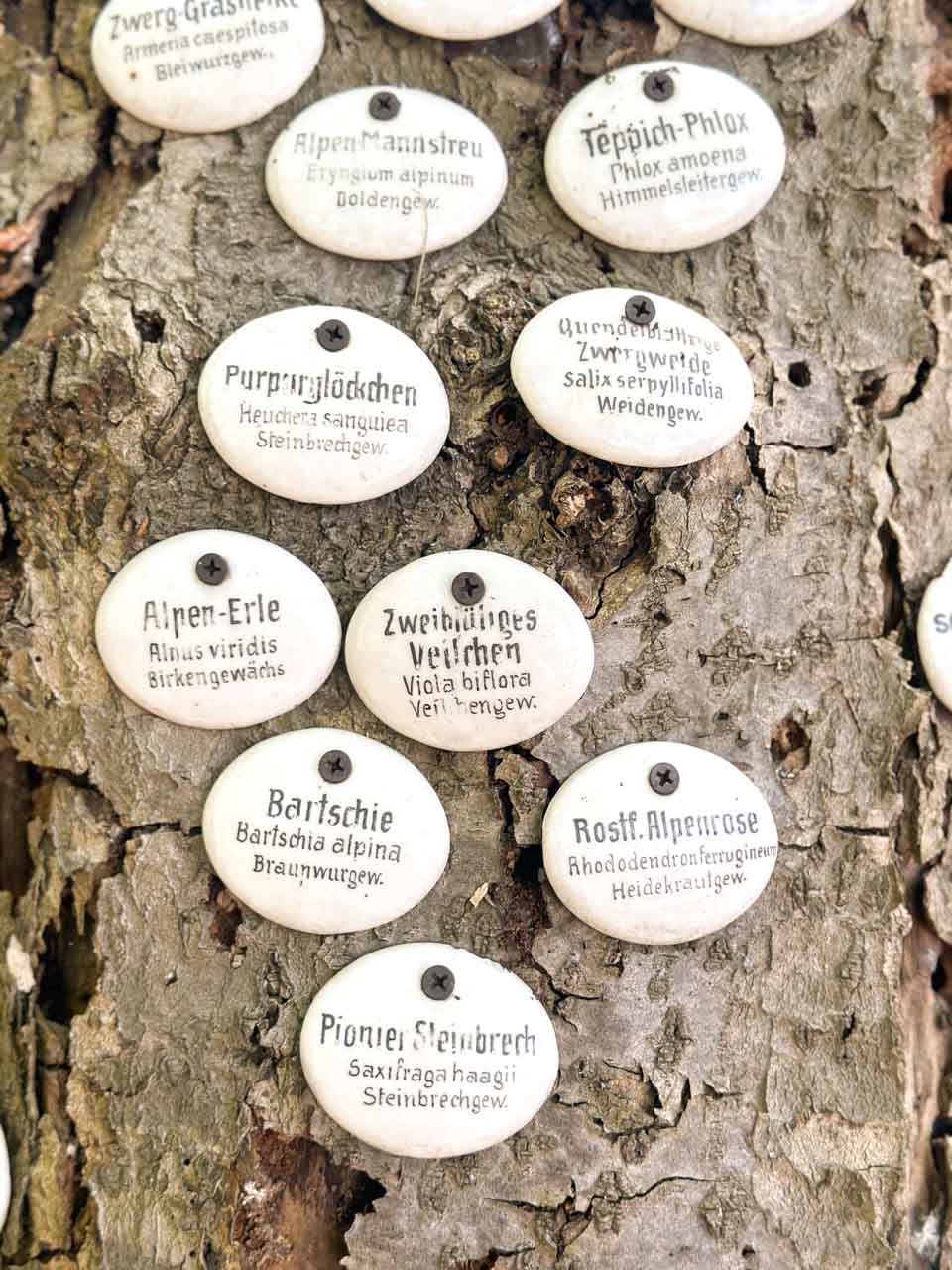 White oval plant name plaques with German text, nailed into the bark of a tree inside the botanical garden in Zabrze, Poland