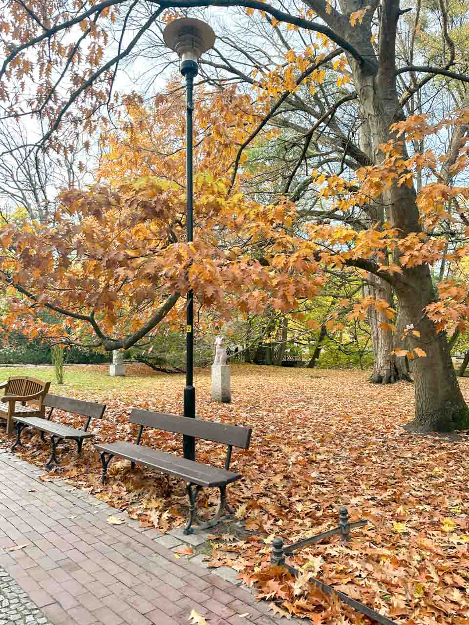 Park benches under golden autumn leaves in Oliwa Park, with tall trees in the background