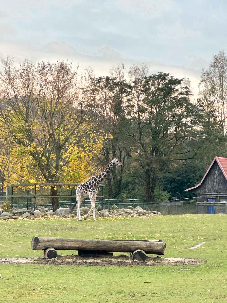 A giraffe walking near a wooden shelter and trees in its open enclosure at Gdańsk Zoo
