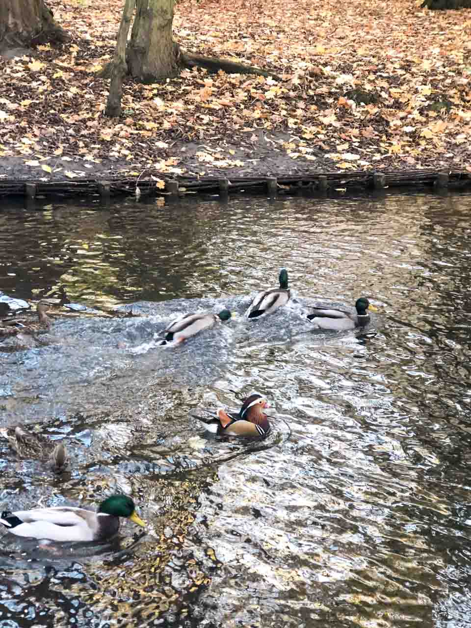 A group of ducks, including a colourful mandarin duck, swimming in a leafy park pond in autumn