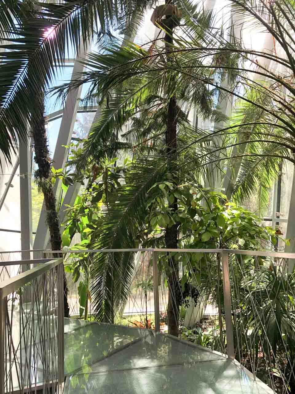 A walkway inside the tropical palm house in Oliwa Park in Gdańsk, surrounded by tall palms and lush greenery