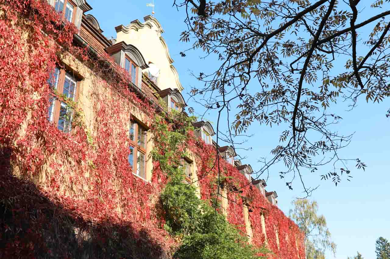 A building bordering Oliwa Park in Gdańsk, covered in red ivy under a clear blue sky