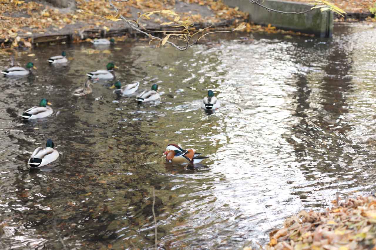 A group of mallards and a mandarin duck swimming in a pond on an autumn day in Gdańsk