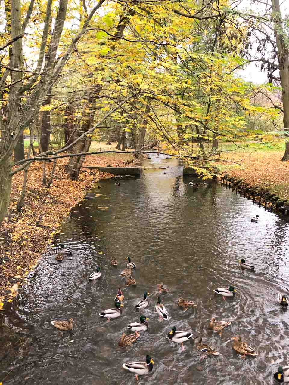 A group of ducks, including a colourful mandarin duck, swimming in a leafy park pond in autumn