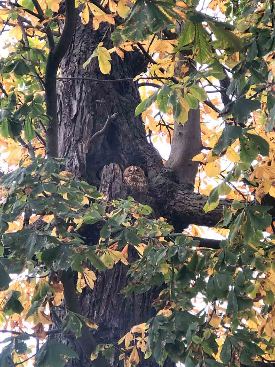 A tawny owl blending into the bark of a large tree, surrounded by autumn leaves in Oliwa Park in Gdańsk, Poland