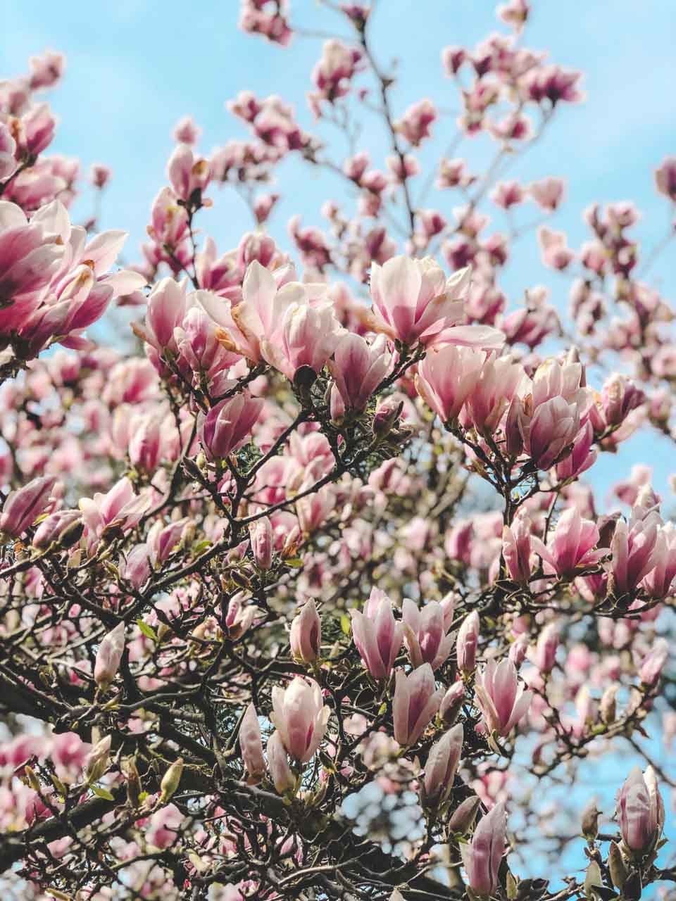 Close-up of blooming pink and white magnolia flowers against a bright blue spring sky