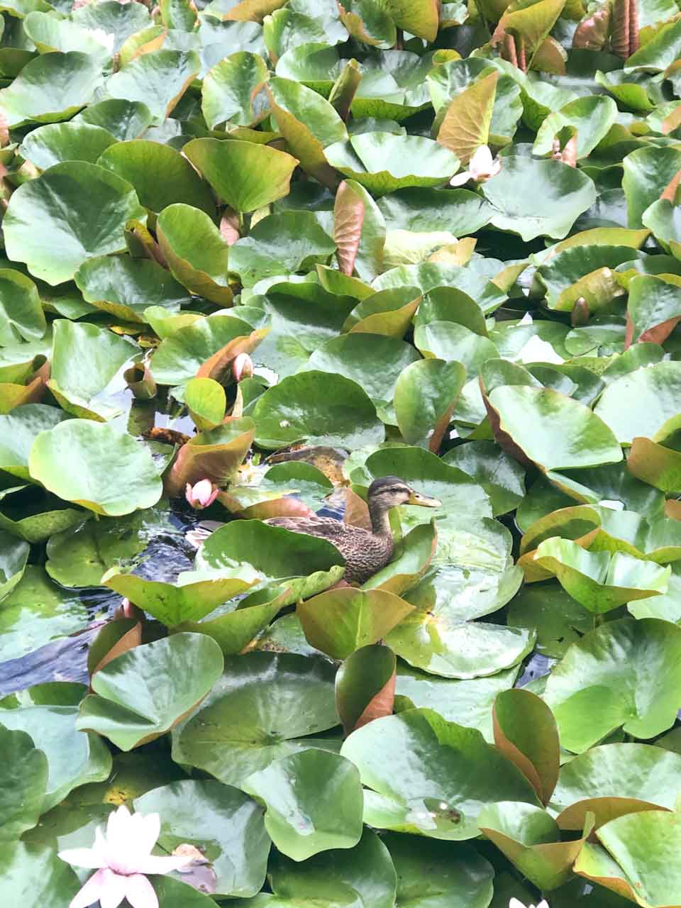 A duck swimming among lily pads and blooming water lilies in a peaceful pond