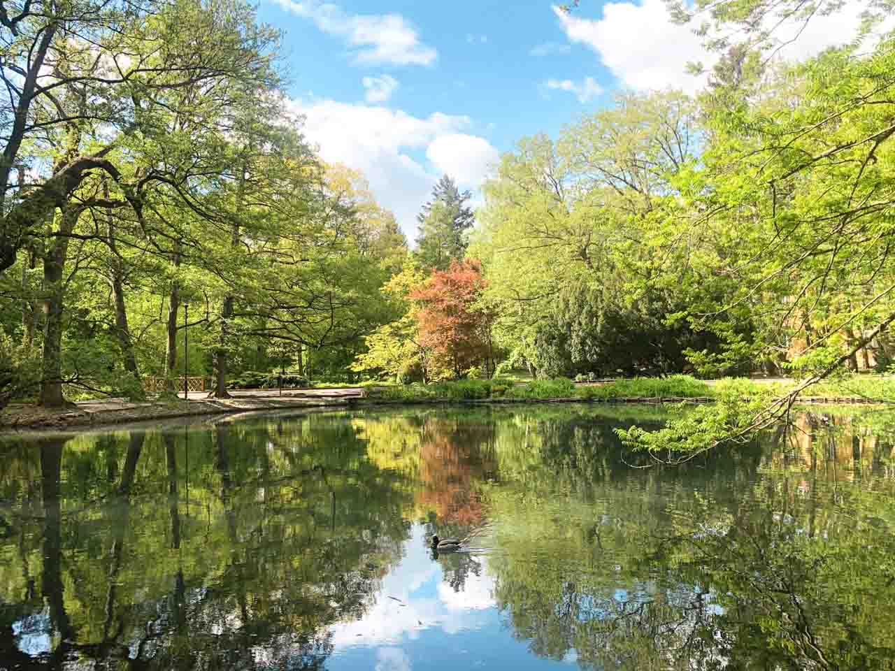 Tranquil pond in Oliwa Park, with green trees reflecting in the still water on a sunny day