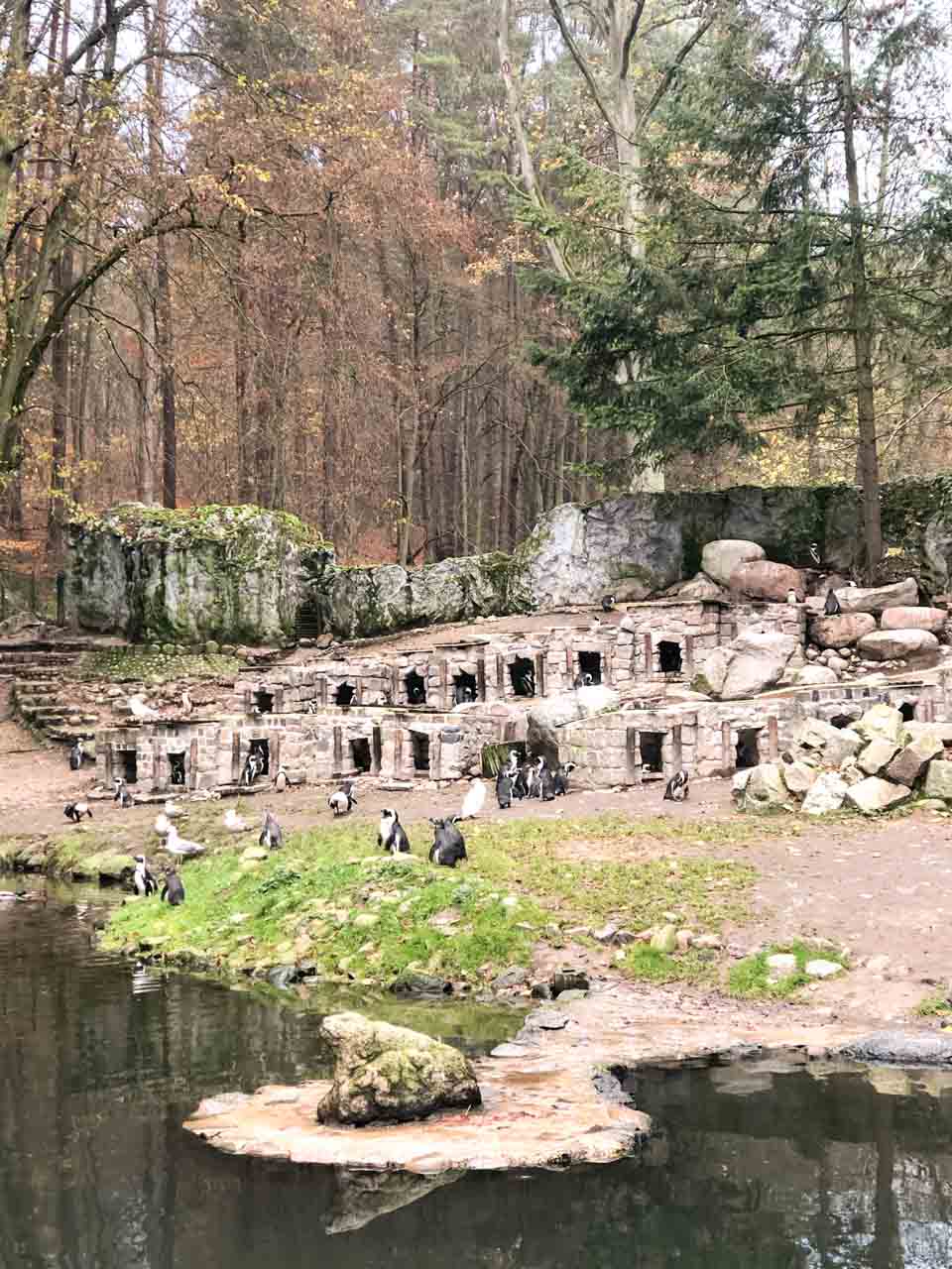 Penguins resting and waddling beside a rocky enclosure in the Gdańsk Zoo, surrounded by forest