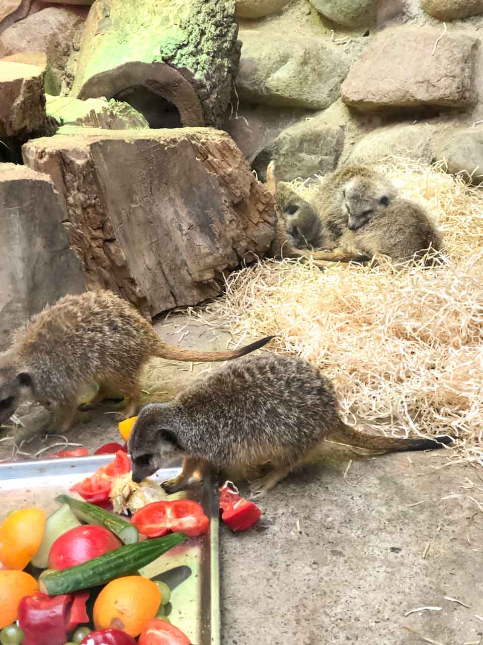 Meerkats at the Gdańsk Zoo nibbling on colourful fruit and vegetables beside a straw nest