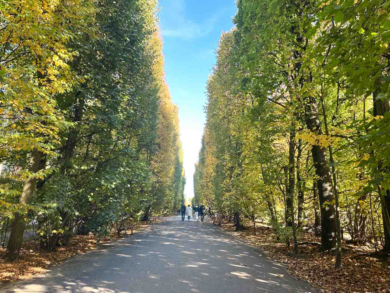 Tree-lined alley in Oliwa Park with golden autumn leaves and people walking along the path in the distance