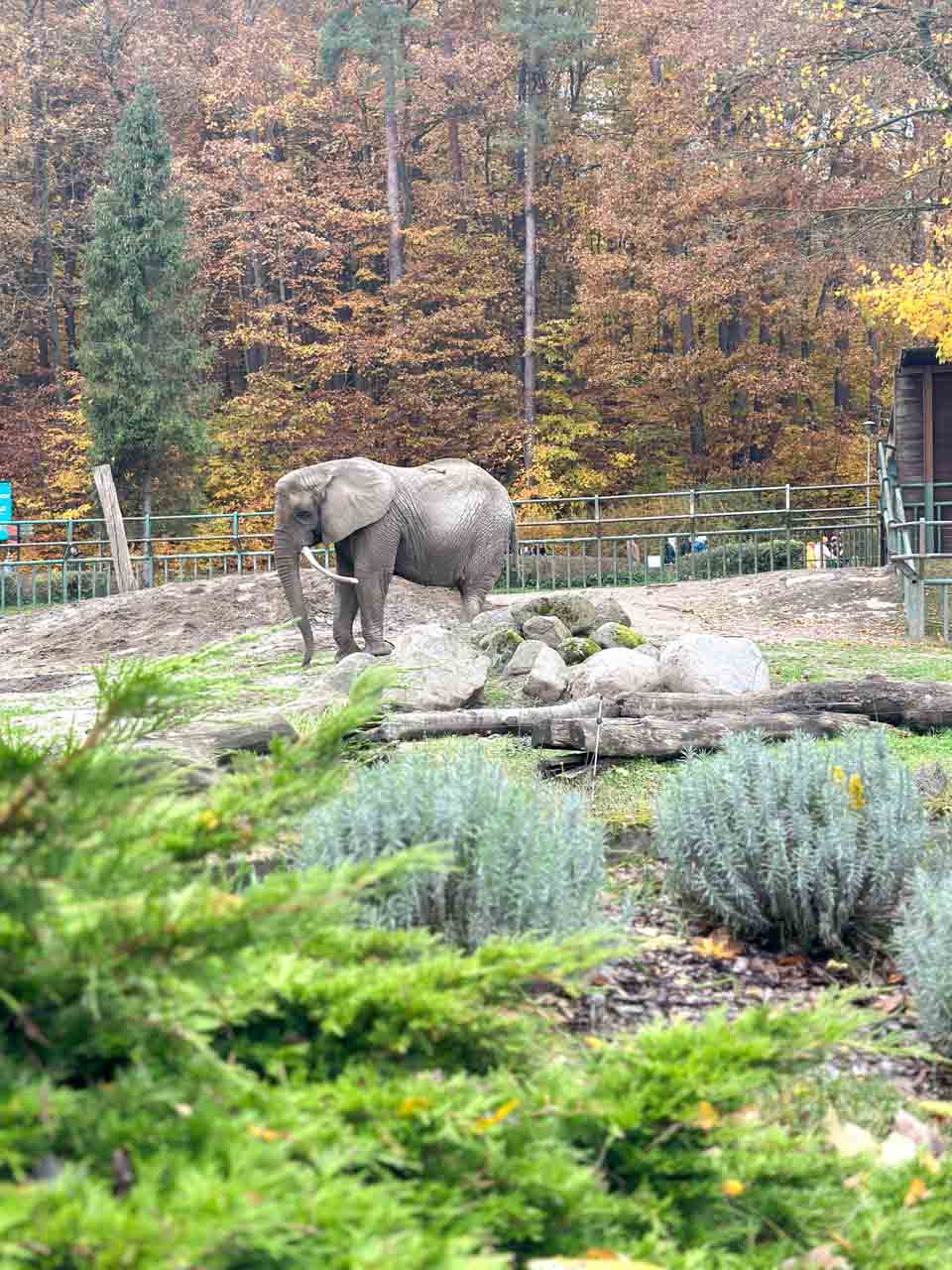 Elephant walking near rocks and greenery in Gdańsk Zoo, with autumn trees in the background