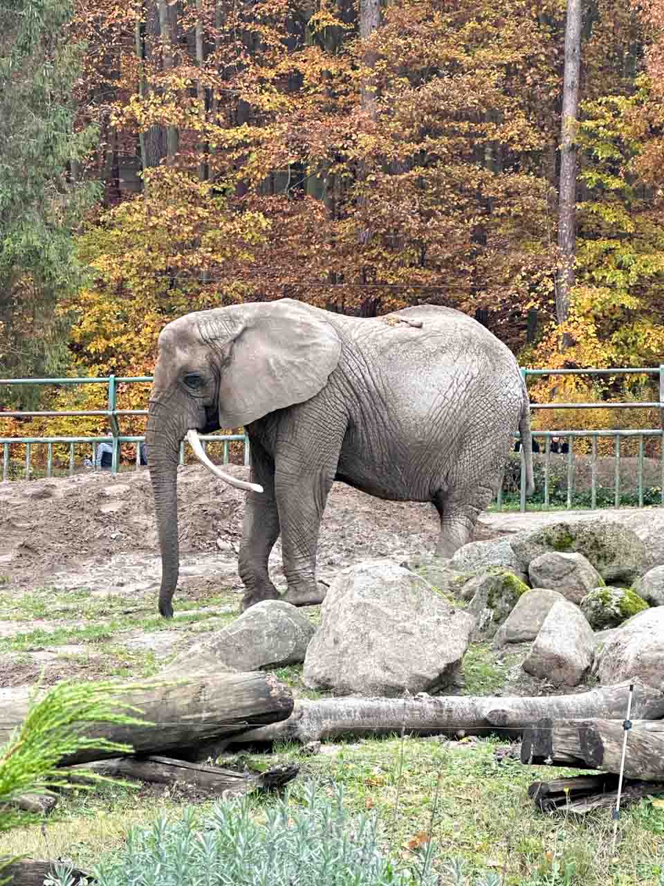 Close-up of an African elephant among rocks in his enclosure in Gdańsk Zoo, with autumn trees behind