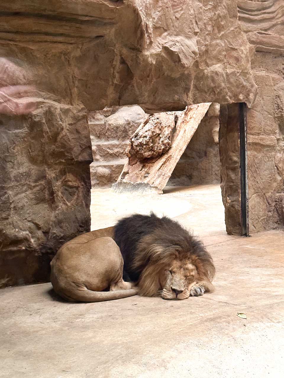 Lion sleeping on a concrete floor in a rocky indoor enclosure at Gdańsk Zoo