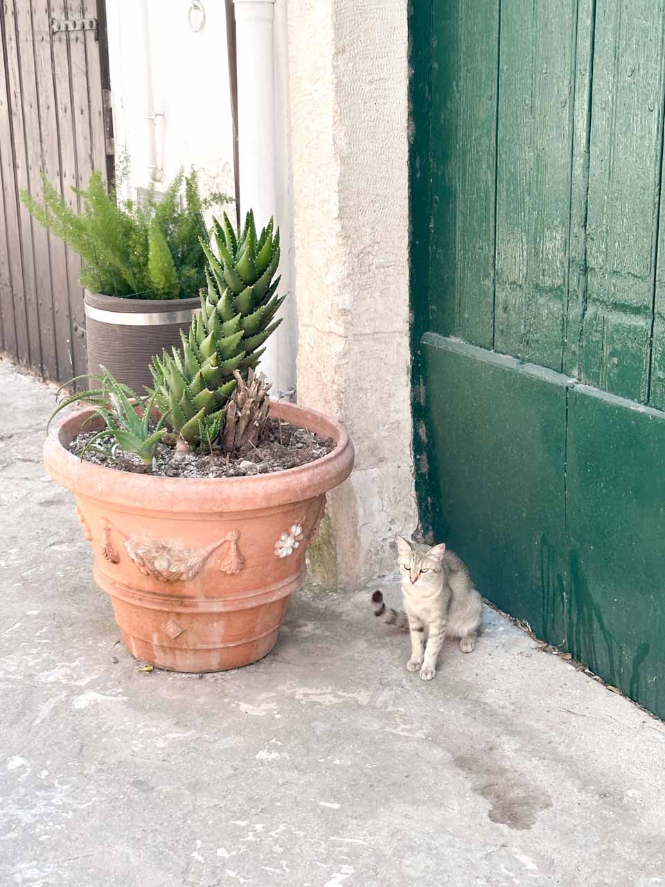 Cat sitting beside a green door and potted plants on a quiet street in Ostuni, Italy