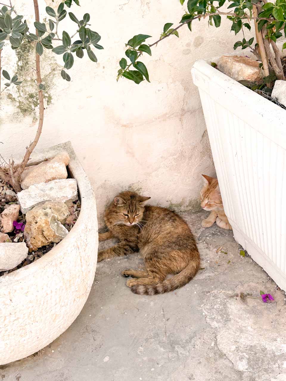Two cats resting beside large plant pots on a quiet street corner in Ostuni, Italy
