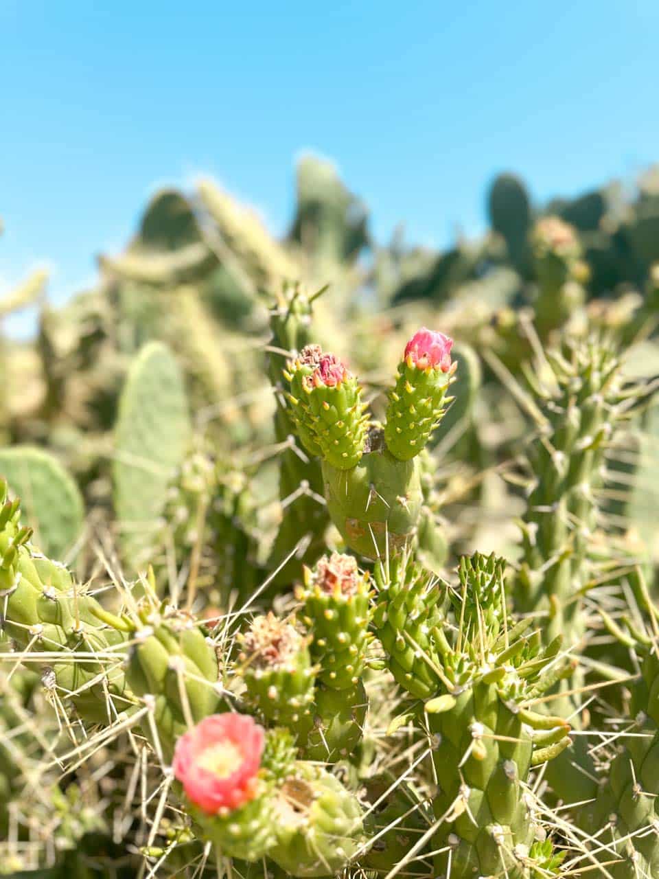Close-up of a prickly pear cactus with pink flowers under a clear blue sky in Polignano a Mare, Italy
