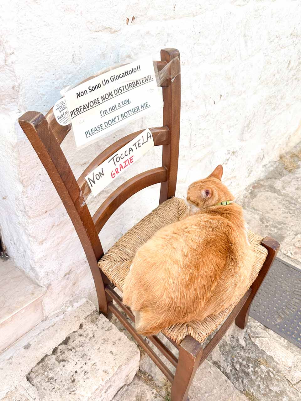 Ginger cat sleeping on a chair with a “please don’t disturb” sign