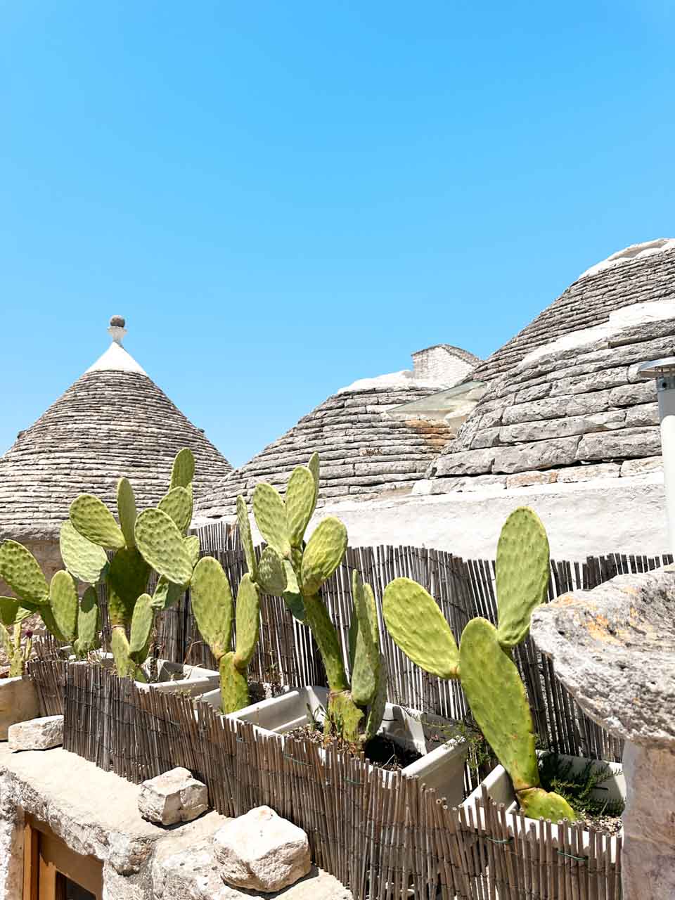 Prickly pear cacti in planters with traditional trullo roofs in the background in Alberobello