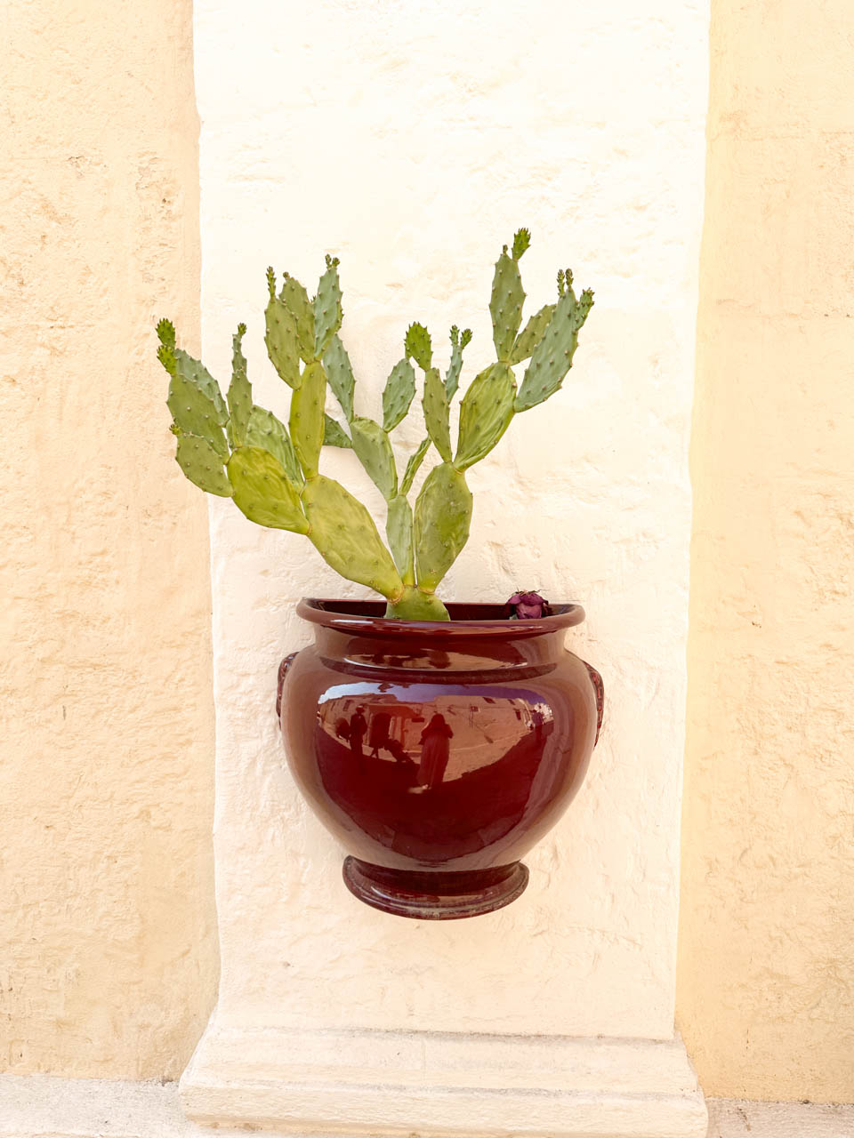 A prickly pear cactus growing in a ceramic wall planter in Matera