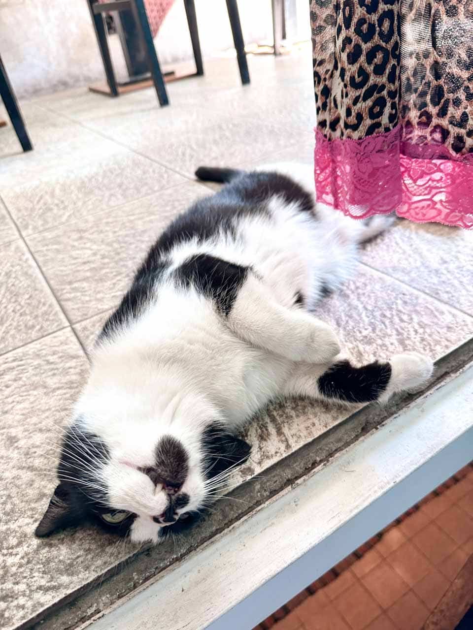 Black and white cat relaxing on the floor inside the Thrift&rsquo;N&rsquo;Sip second-hand shop in Sofia