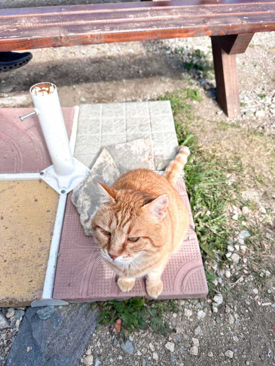 Ginger cat sitting by the outdoor tables at the Rila Lakes Chalet at the start of the Seven Rila Lakes hike