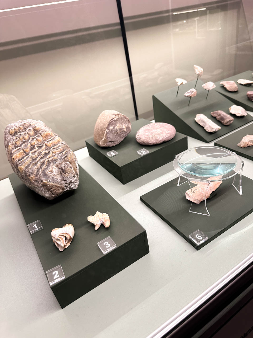 Prehistoric stone tools, shells, and other archaeological finds displayed at the National Archaeological Museum in Sofia, Bulgaria