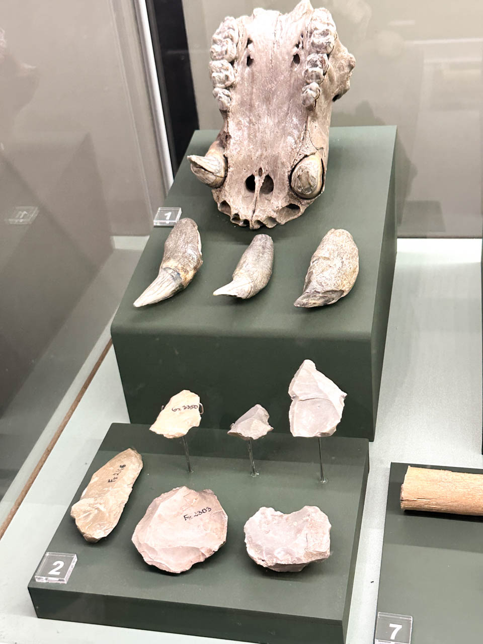 Ancient animal skull, teeth, and stone tools displayed at the National Archaeological Museum in Sofia