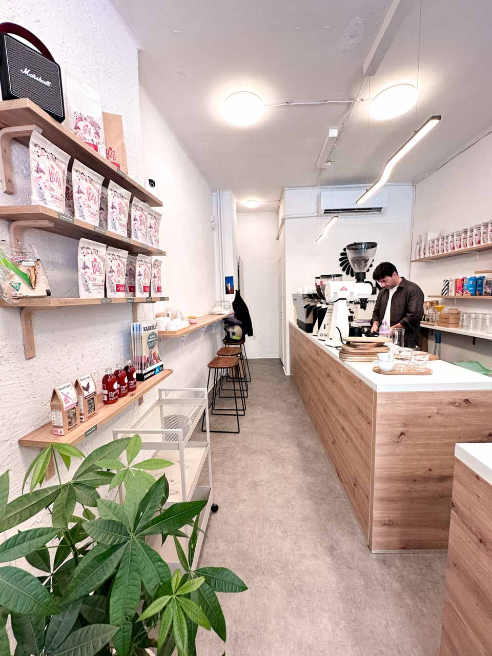 Bright, minimalist interior of Bloom Specialty Coffee in Sofia with wooden counters, shelves of coffee, and a large leafy plant